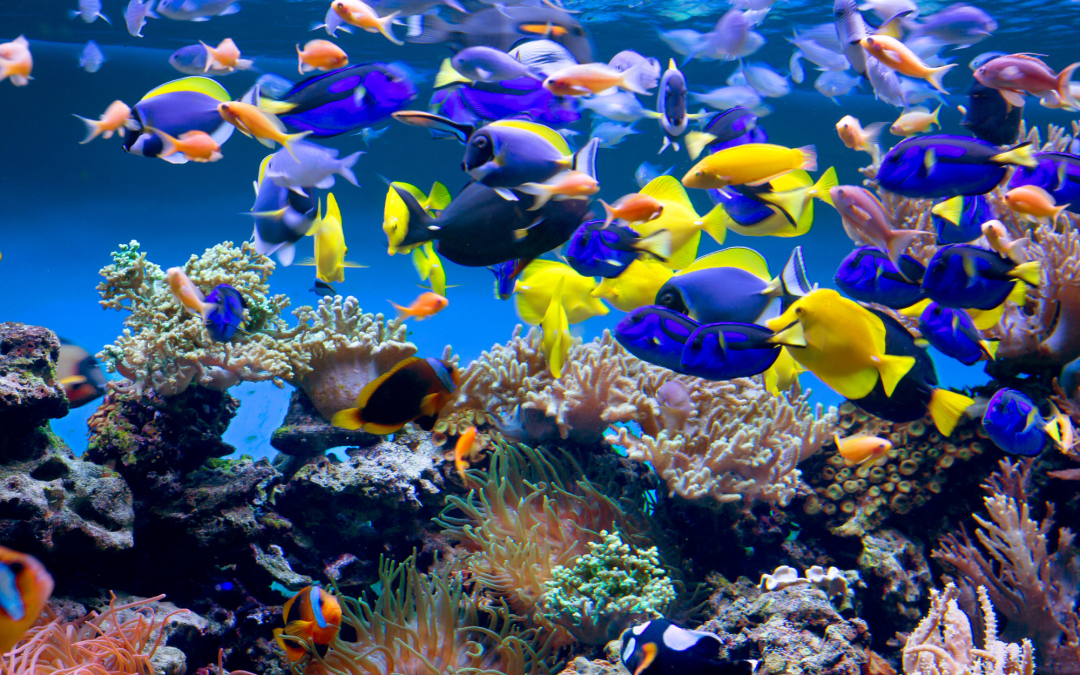 Aquarium Essentials: Creating the Perfect Environment for Your Fish