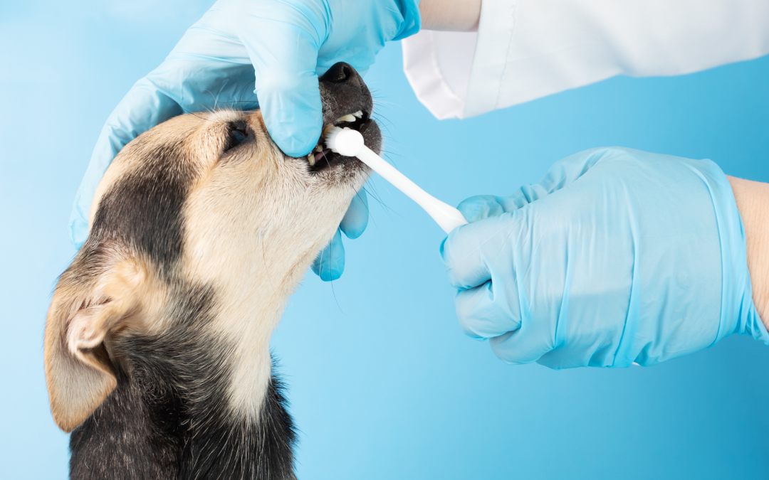 The Best Dental Care Products for Your Pets’ Oral Health